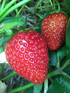 Erdbeeren sind Sammelnussfrüchte - ihre kleinen gelben Nüsschen außerhalb der Frucht sind hier gut zu erkennen!